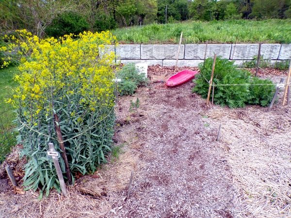 New Herb - woad and tansy tied up crop May 2024.jpg