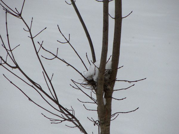 Bird's nest in little maple with snow crop Feb 2025.jpg