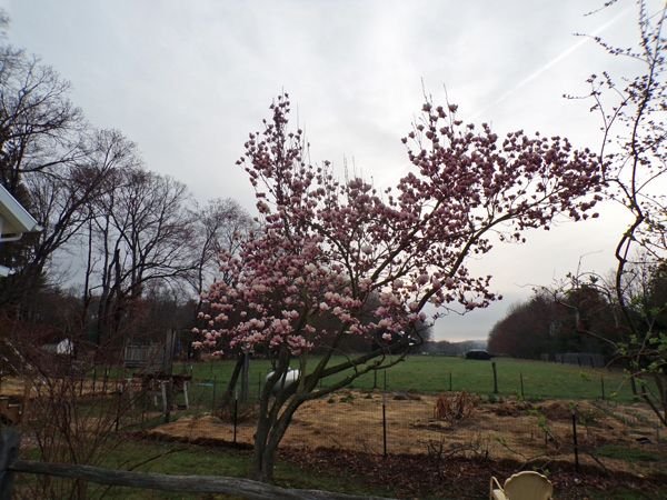 Magnolia - flowers open1 crop April 2021.jpg