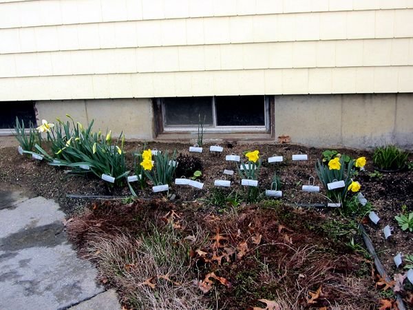 South - more daffodils crop April 2025.jpg
