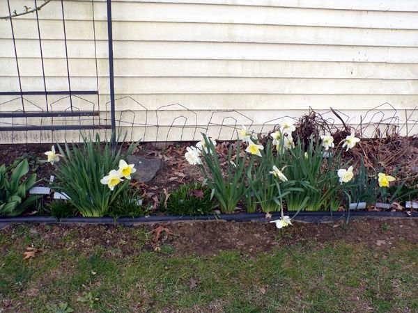 East Shed - center daffodils crop April 2024.jpg