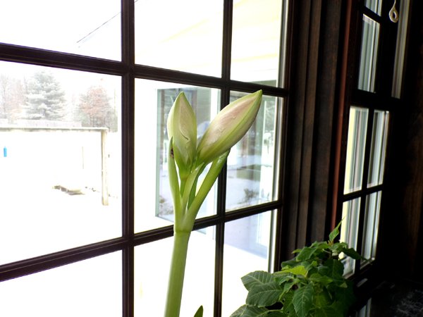 Amaryllis buds crop Jan. 2023.jpg