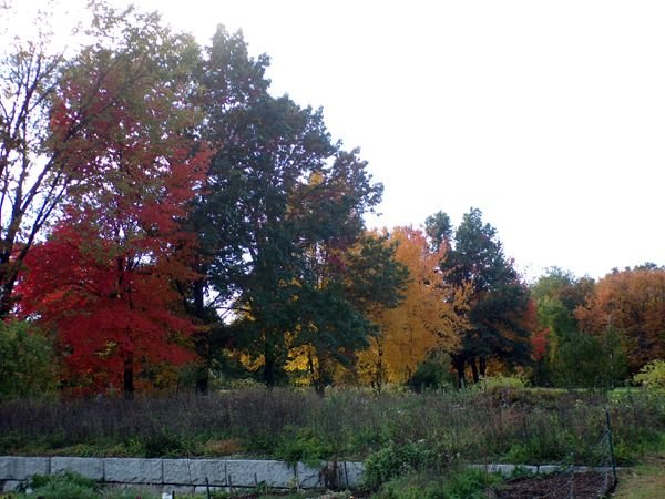 Color along driveway crop Oct. 2022.jpg