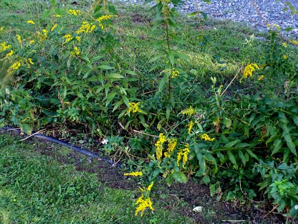 Goldenrod1 crop Sept. 2023.jpg