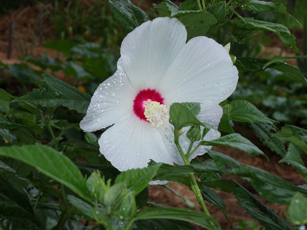 Hibiscus  - flower2 crop August 2022.jpg