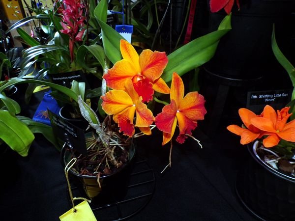Orchid show2 crop Feb 2024.jpg