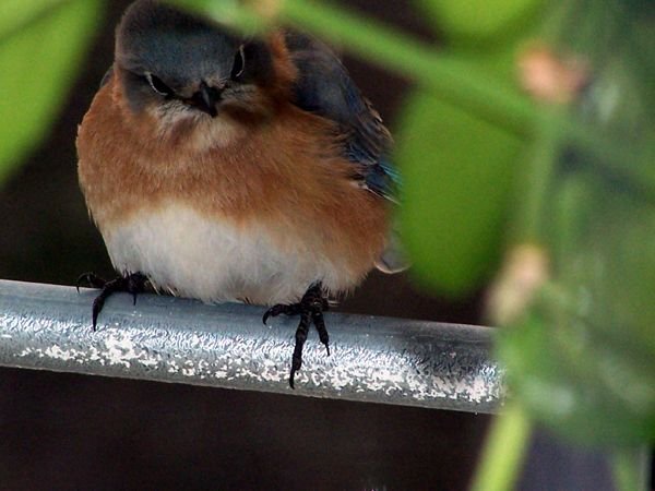 bluebird1 crop March 07.jpg