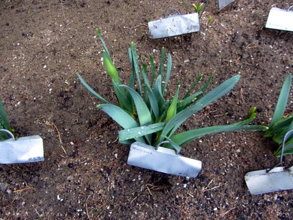 South - daff buds crop March 2025.jpg