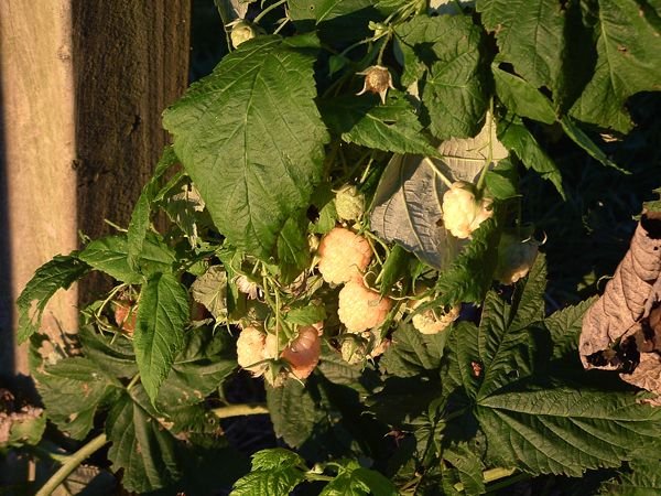 Anne raspberry - early morning light crop Sept. 2022.jpg