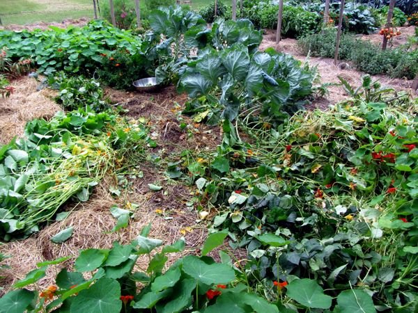 Big garden - war zone in limas crop Sept 2024.jpg