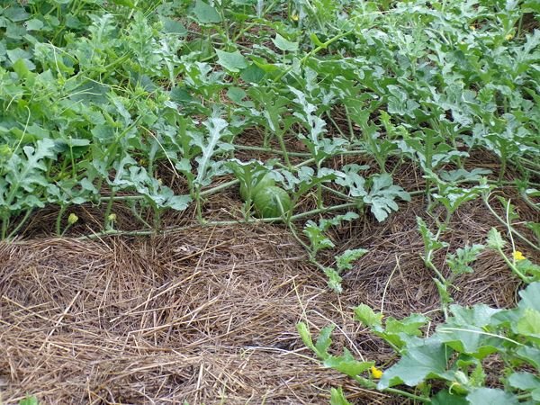 Small garden - Sugar Baby watermelon crop August 2022.jpg