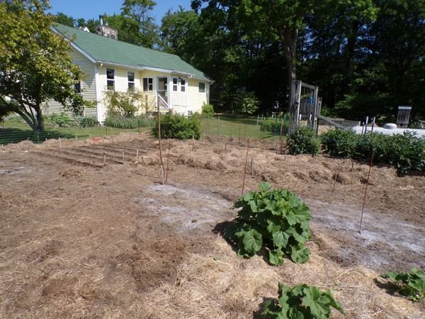 Big garden - mulching done, ready to plant crop May 2023.jpg
