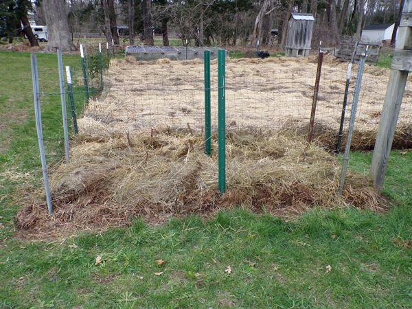 Anne raspberries - cleaned out and fed crop April 2022.jpg