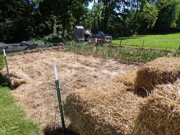 Small garden - weeded crop June 2021.jpg