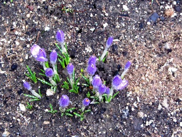 New West - crocus buds in rain crop March 2025.jpg