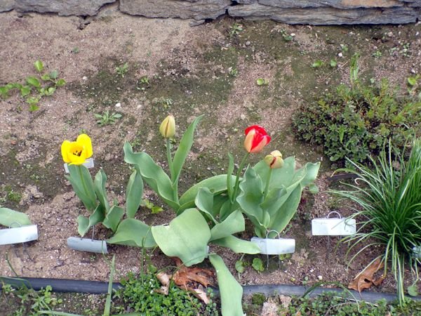 South - tulips open crop April 2024.jpg