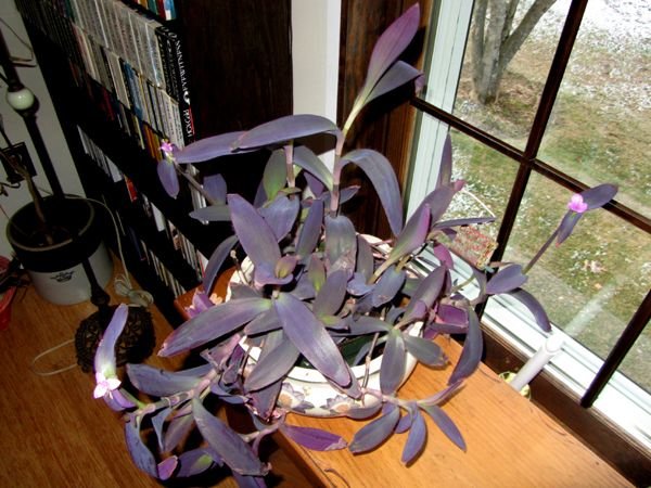 Purple jew - flowers crop Dec 2024.jpg