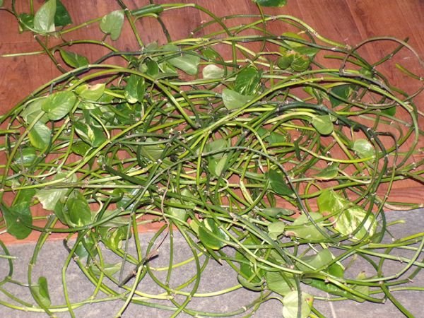 Pothos - discarded vines crop Feb. 2023.jpg