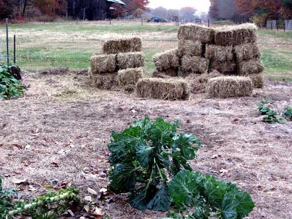 Load of mulch crop Nov 2024.jpg