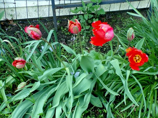 East Shed - tulips crop May 2024.jpg