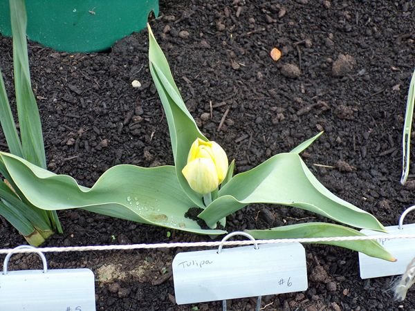 New South - 1st tulip crop April 2021.jpg