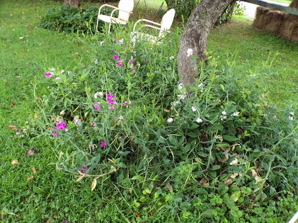 Crabapple - tangle of sweet peas crop August 2022.jpg