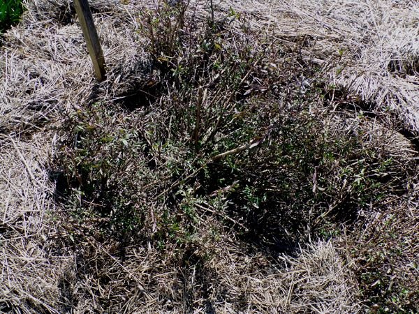 New Herb - Row 6, hyssop crop March 2024.jpg
