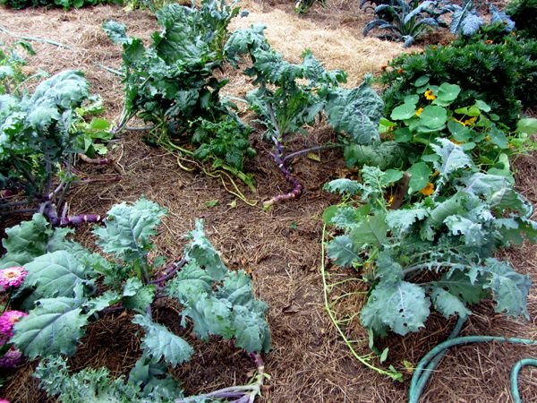 Big garden - W mesclun cleaned out crop Sept 2024.jpg