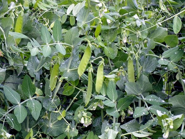 Small garden - sugar pod peas again crop June 2024.jpg