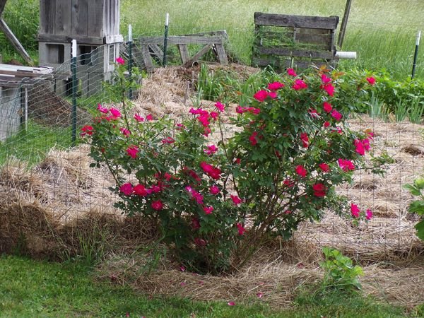 Big rose - in bloom crop June 2022.jpg