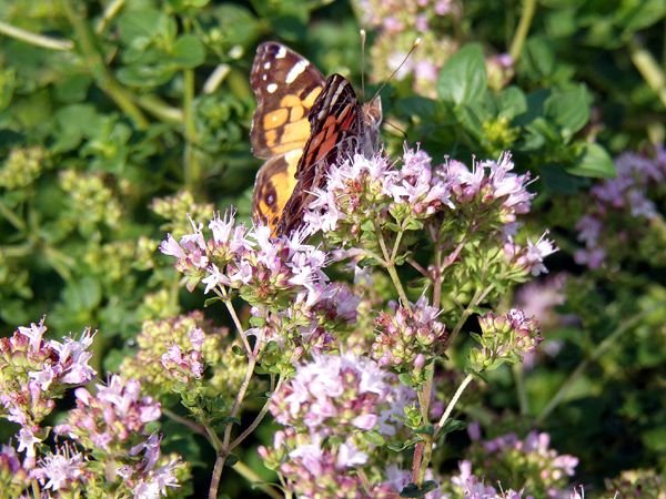Butterfly on oregano crop July 2024.jpg