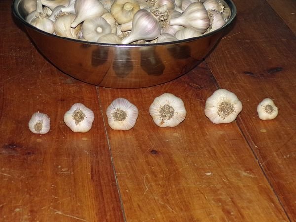 Garlic - eating2 crop August 2021.jpg