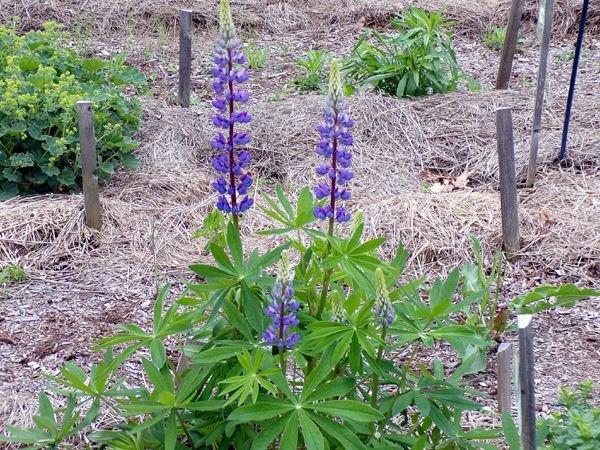 New Herb - Row 7, lupine flowers crop May 2024.jpg