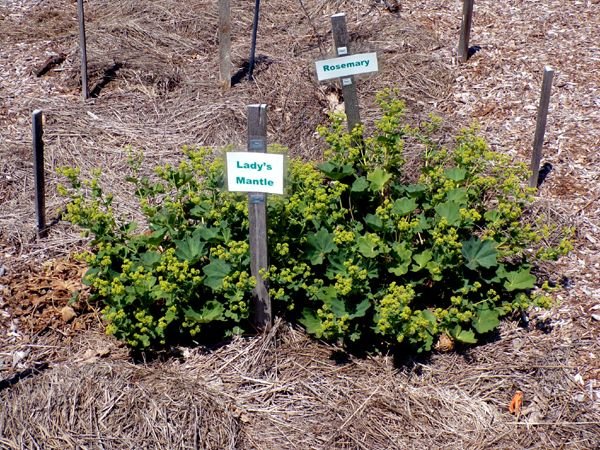 New Herb - Row , lady's mantle flowering crop May 2023.jpg