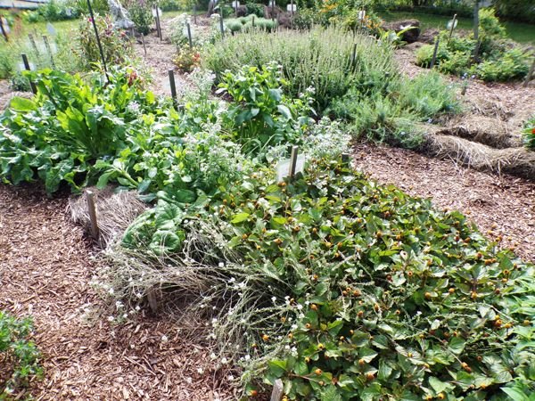 New Herb - Row 3, yellow toothache, hoary allyssum, borage, spearmint, sorrel, balsam crop Sept. 2022.jpg