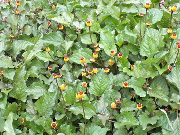 New Herb - Row 2, yellow toothache flowers crop August 2021.jpg