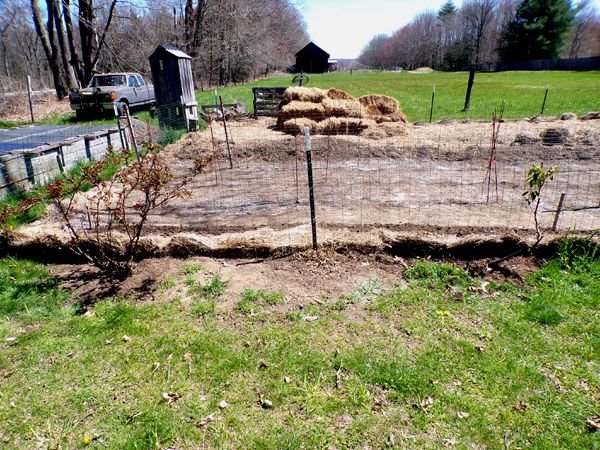 Big rose, hibiscus, mt. laurel crop April 2024.jpg