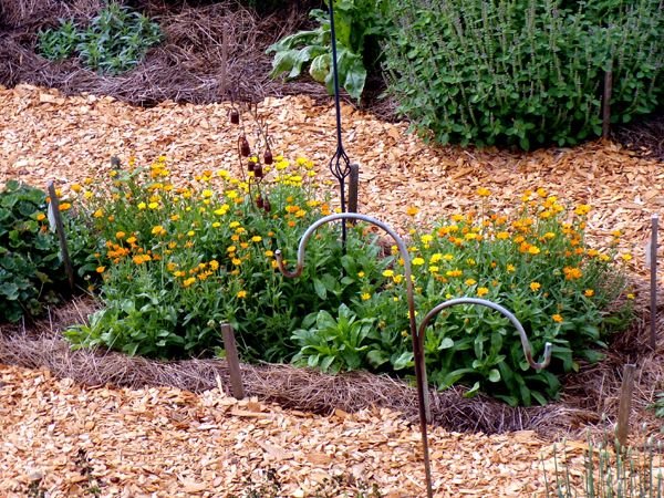 New Herb - Row 6, calendula crop August 2024.jpg