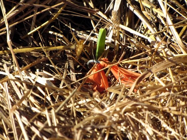 Small garden - garlic up crop Nov 2024.jpg