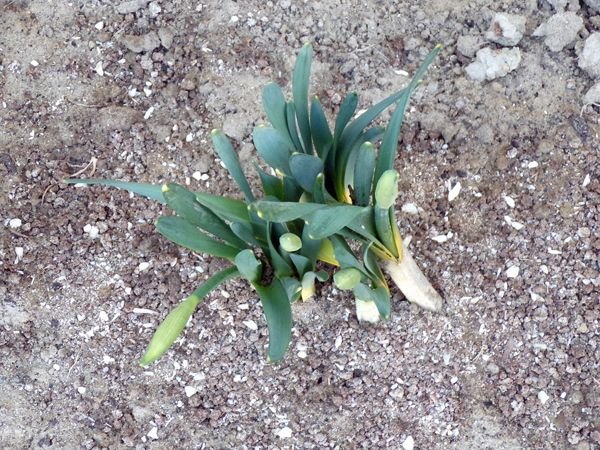 West Herb - daff buds crop March 2022.jpg