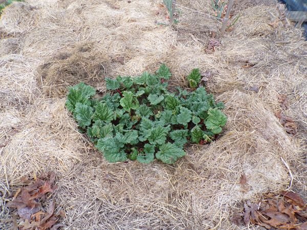 Big garden - rhubarb crop April 2021.jpg