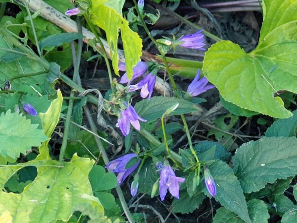 3rd Fence - harebells crop August 2022.jpg