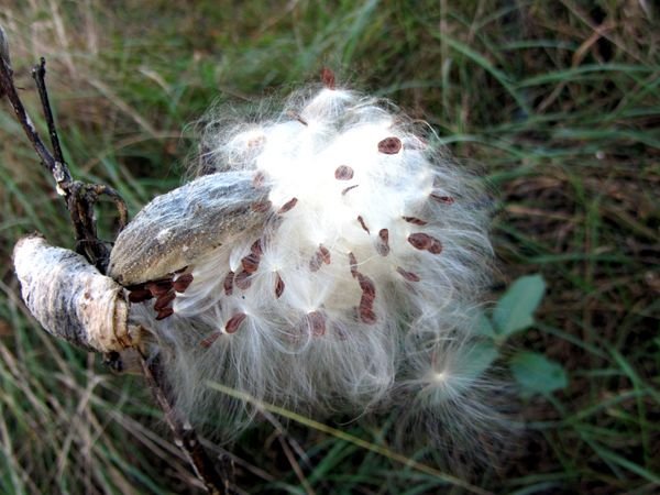 Milkweed seeds crop Oct 2024.jpg