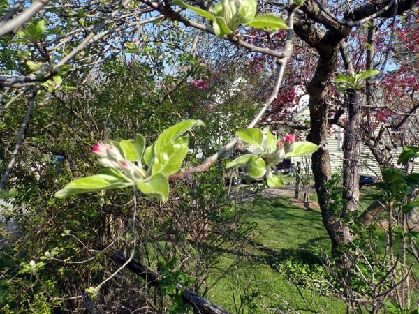 Apple blossom buds crop April 2023.jpg