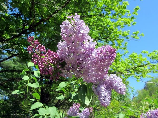 Lilacland - 1st lilac crop May 2025.jpg