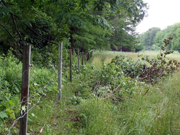 Middle pasture - tree off the fence crop June 2023.jpg