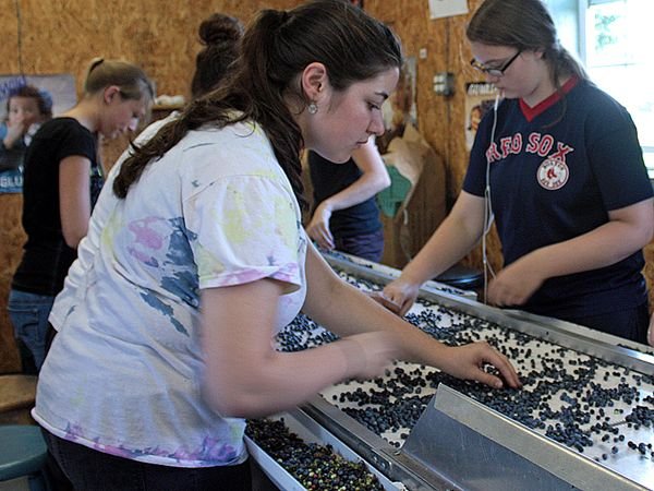 Blueberry cleaners Maine crop.jpg