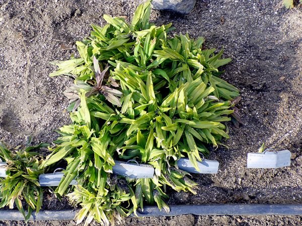 New South - Sweet William crop Feb. 2024.jpg