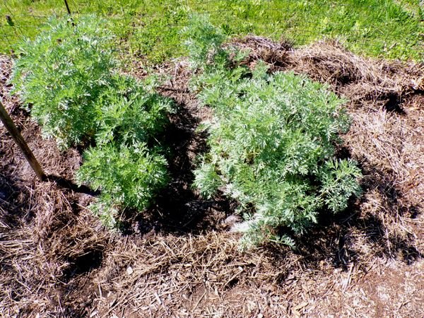 New Herb - Row 1, wormwood crop May 2024.jpg