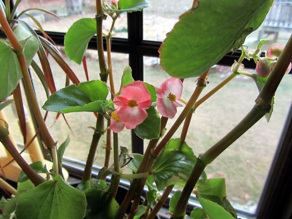 Begonia flowers crop Dec 2024.jpg